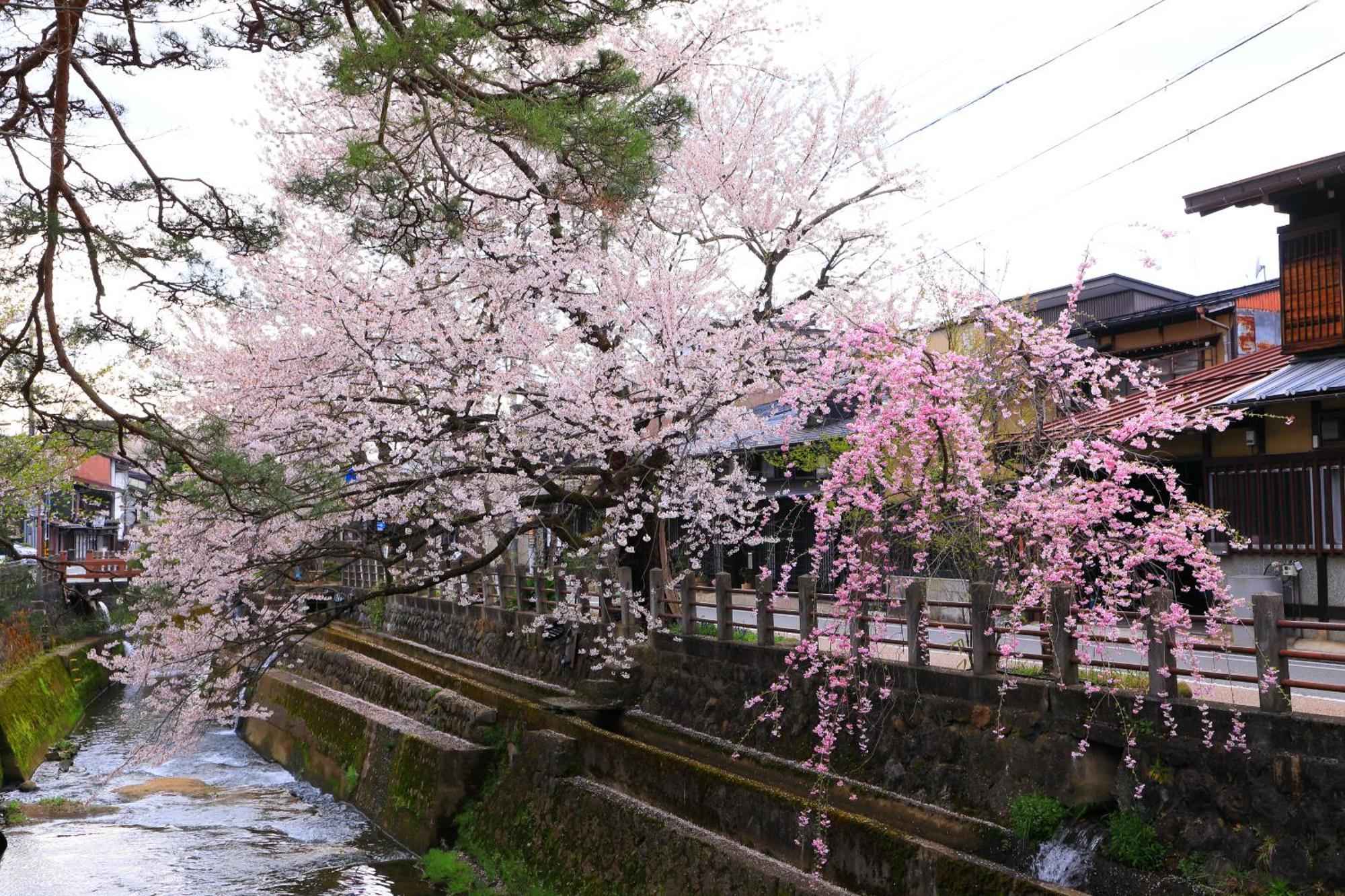 高山ステイ 柊 Lägenhet Exteriör bild